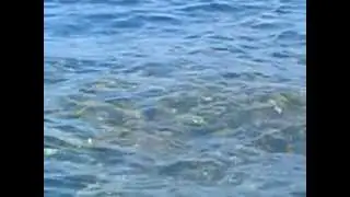 fishing yellowtail in the keys