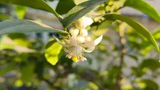 Flowers by Satya Live from my Balcony Garden