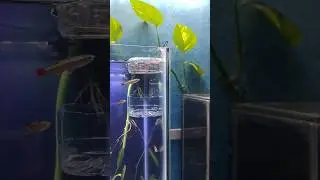 Homemade fish feeder to keep fish tank clean l #fishfeeder #aquariumsetup #fish #fishtanksetup