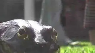 Cow Frog