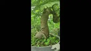 My American Adventure - Visit to bonsai nursery/plant shop in Houston, Texas - Try Bonsai 24/12/25