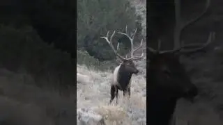 Bull Elk - Catch and Cook #sincityoutdoors #hunting #lasvegas