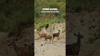 Leopard Sighting Jim corbett national park Jungle safari