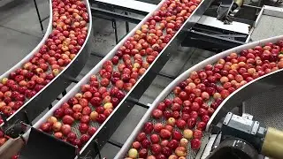 4 Next-Gen Harvesting techniques for the Fruits | Fruits Processing Line Machine  Farming Technology