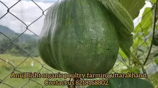 Poultry farming uttarakhand