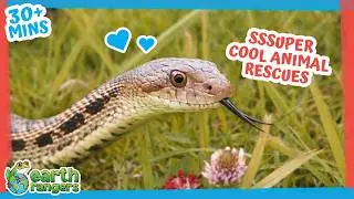 Snakes, Elephants, Kiwi + more | 30min+ of Amazing Animal Stories | Earth Rangers