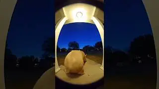 Pignapping! You Won't BELIEVE What Our Doorbell Cam Caught! 😱