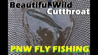 Gorgeous Wild Cutthroat Trout! Pudding River, OR  #trout #cutthroat #flyfishing #angling