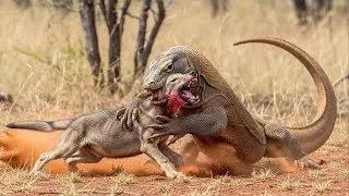 Komodo Dragon vs Baby Wolf | The Ultimate Battle for Survival!