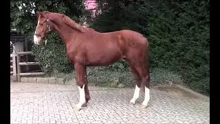 Von und Zu x Dressage Royal x Dürkheim