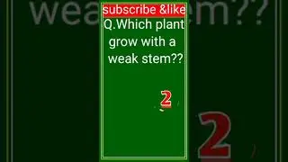 which plant grow with a weak stemm????