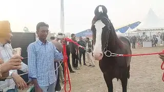 गांव तुर बजारा संगरुर पंजाब 9815019218 गुरप्रीत सिंह करोस के लिए संपर्क करे चैनल को सब्सक्राइब करें 