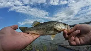 Young Bass are on Fire in Hazelmere dam 