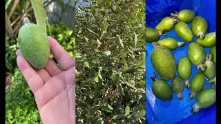 Harvesting Feijoa aka Pineapple Guava #shorts