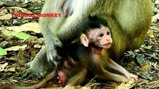 Newborn baby monkey, Fresh newborn monkey, Just born monkey, Newborn Farrah, Farrah look so black