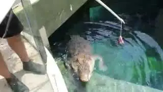 Crocosaurus Cove Crocodiles Darwin Video Tour Travel Vlog
