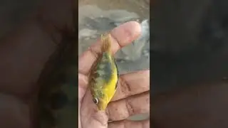 மீன் பிடிக்கும் போது