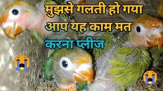 Common Mistakes Birds Owner makes
