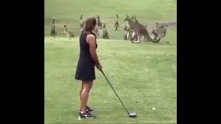 Just Another Day On An Aussie Golf Course 😂😅 || Viral Content || #Shorts