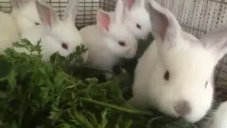 Rabbit Baby Bunnies - Feeding Time
