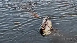 A Dangerous River Crossing for This Zebra
