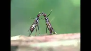 Aggressive display in the fly 2　ケンカをするヤセたハエ ２