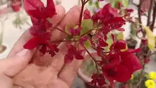 😀मैंने फूलों से सीखा है मुस्कुराना(अलविदा2025)#ytvideo
