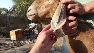 Арашан 6 тиш кой сатылат линия чип плем картасы бар адрес Беловодск 0708932207@ArashanyKyrgyzstana 