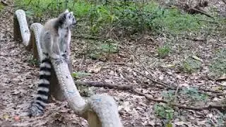 RING-TAILED LEMUR MONKEY