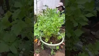 Como cultivar salsinha #salsinha #planta #horta #hortaemcasa