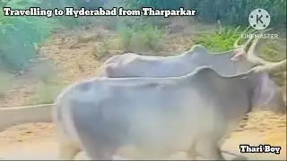 Vlog 03 | Travelling to hyderabad from Tharparkar | MAKHNA song 🎵 ♥️ #viral 