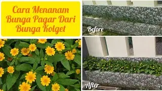 Cara Menanam Bunga kolget | Cara Menanam Bunga Pagar Dari Bunga Kolget / Butter Daisy #bungakolget