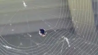 Mr. Crab spider is a builder! 