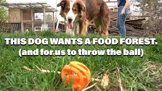 From FRUSTRATION to FOOD FOREST: A Sustainable Landscape Design Client Walkthrough