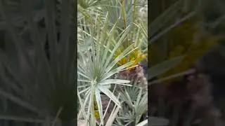 Chamaerops humilis cerifera flowers