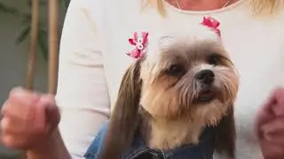 Meet Social Media Sensation @midge_the_dog - S1 Ep4