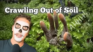 Dead Man&rsquo;s Fingers: The Halloween Fungus That Looks Like It&rsquo;s Clawing from the Grave