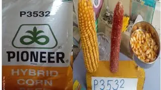 P3532, pioneer Hybrid maize 🌽🌽 seed 🌽Rabi session maize