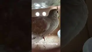 We do our very best to ship our birds safely. New contact (317) 840-4051 #birds #airtag #shipping