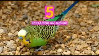 5 Best Chewing Toys for Birds