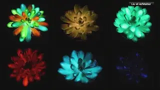 Scientists create glow-in-the-dark plants