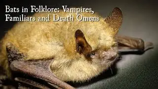 Bats in Folklore: Vampires, Familiars and Death Omens
