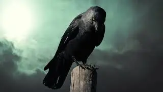 Rock Crow Sound