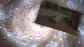New Dog Source City