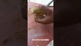 Adenium Root Pruning 🔪