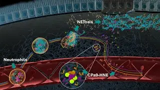 Neutrophils and Neutrophil Extracellular Traps (NETs) in IBD | Serum Calprotectin CPa9-HNE Biomarker
