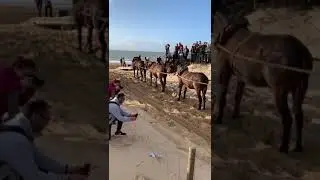 10 mulos a la larga.