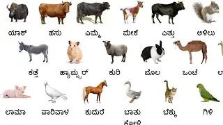 Pets & domestic animal in English/ಸಾಕುಪ್ರಾಣಿಗಳು ಮತ್ತು ಸಾಕು ಪ್ರಾಣಿಗಳ ಹೆಸರು ಇಂಗ್ಲಿಷ್ ಮತ್ತು ಕನ್ನಡದಲ್ಲಿ