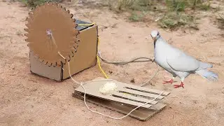 Creative Pigeon Bird Trap Using Paper with Motor