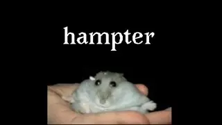 hampter